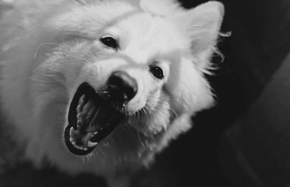 What Proof Is Needed For A Dog Bite Injury Claim In Florida